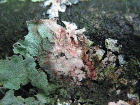 Fungo lichenicolo su Xanthoparmelia tinctina?